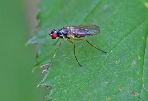 Tanypeza longimana